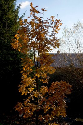 Quercus frainetto - dub uherský - celek